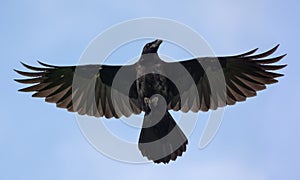 Young Common Raven hovers high in blue sky with stretched wings and tail