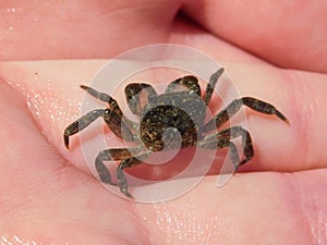 Young Common Shore Crab