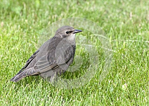 Young common starling