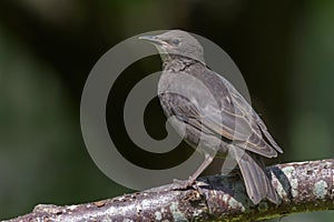 Young Common starling looking bravely while posing on a stick with dark background