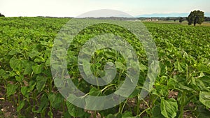 Young common sunflower in agricultural field. Green and unripe helianthus in Germany Bavaria. Field of unripe sunflowers