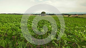 Young common sunflower in agricultural field. Green and unripe helianthus in Germany Bavaria. Field of unripe sunflowers