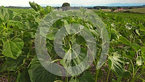 Young common sunflower in agricultural field. Green and unripe helianthus in Germany Bavaria. Field of unripe sunflowers