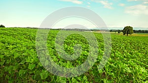 Young common sunflower in agricultural field. Green and unripe helianthus in Germany Bavaria. Field of unripe sunflowers