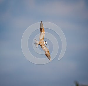 Young common tern in flight