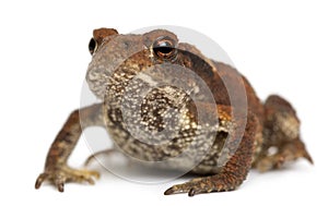 Young Common toad, bufo bufo,