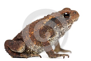 Young Common toad, bufo bufo photo