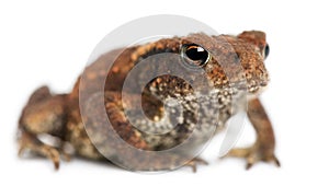 Young Common toad, bufo bufo, in front of white background