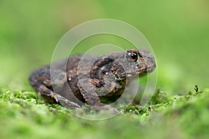 Young Common toad (Bufo bufo) among green moss in the natural ecosystem.