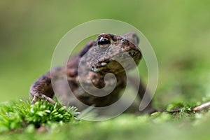 Young Common toad (Bufo bufo) among green moss in the natural ecosystem.