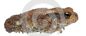 Young Common toad, bufo bufo, in front of white background