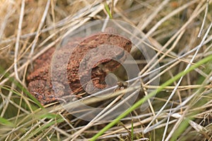 Young common toad