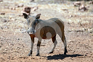 Young Common wild warthog [phacochoerus africanus] in southern Africa