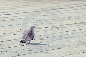 Young common wood pigeon sitting on stone tiles