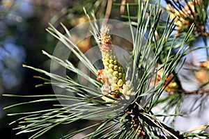 Young cone of a pine. Spring updating.