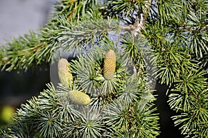 Young cone in summer