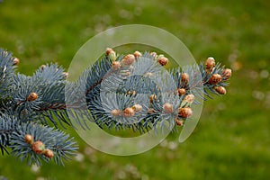 young cones on a blue spruce coniferous tree