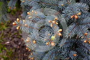 young cones on a blue spruce coniferous tree