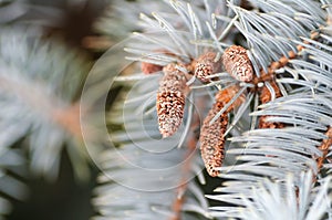 Young cones on a branch blue spruce