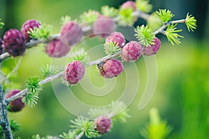 Young cones coniferous in the spring in the garden