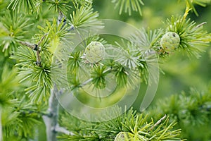 Young cones coniferous in the spring in the garden