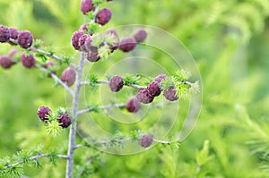 Young cones coniferous in the spring in the garden