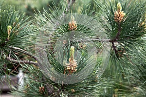 Young cones on a coniferous tree. Adler, Russia.