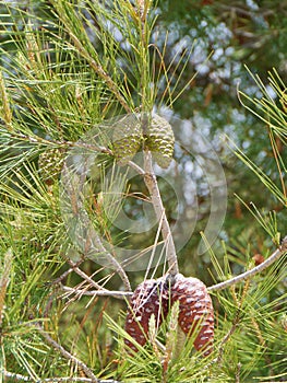 Young cones in a green pine tree