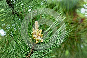 Young cones on a Pinus nigra, Austrian pine or black pine. Beautiful long needles and bokeh