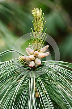 Young cones on pinus nigra, Austrian pine or black pine. Long needles. Nature.