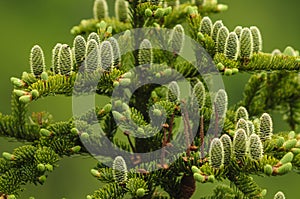 Young Cones Of A Red Spruce, Picea Rubens, Adirondack Forest Preserve , New York, USA