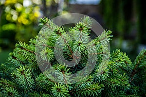 Young conifer branches. Fir-tree background.