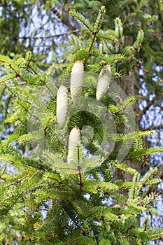 Young conifer cones on summer branches of spruce tree, Europe