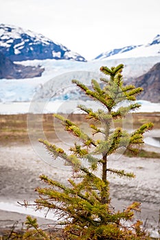 Young conifer and Mendenhall Glacier, Juneau, Alaska