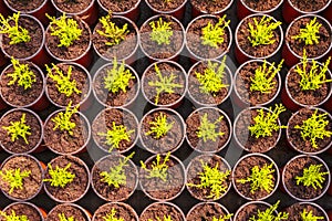 Young conifer sprouts in pots