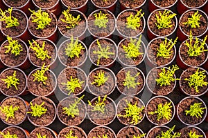 Young conifer sprouts in pots photo