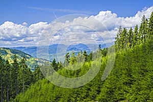 Young conifer tree in summer forest