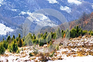 Young coniferous forest on the mountainside.