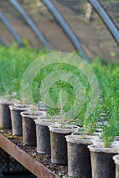 Young coniferous trees grow in small pots put on counter in long rows under protective cover
