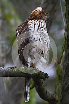 Young Cooper`s Hawk with Beak Wide Open