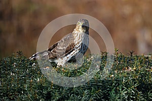 Young Cooper`s Hawk V Browsing Atop Bush for a Meal - Accipiter cooperii