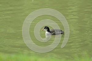 Young coot water bird