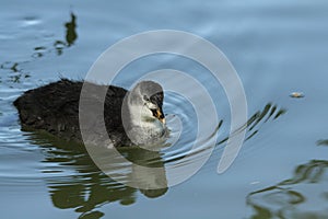 Young coot water bird