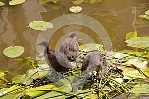 Young coots