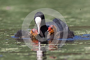 Young Coots (Fulica atra) with parent photo