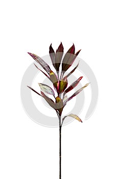 Young Cordyline Fruticosa tree isolated on white