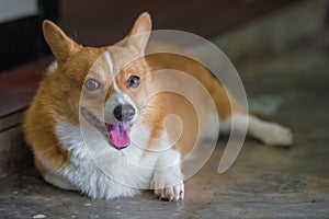 Young Corgi dog happiness in thailand