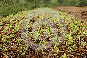 young coriander sapling growing from soil that have dry straw cover it in garden, countryside of Thailand