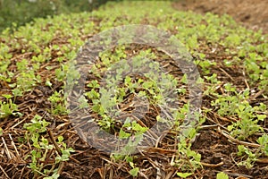 young coriander sapling growing from soil that have dry straw cover it in garden, countryside of Thailand