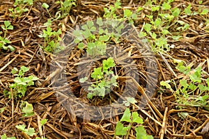young coriander sapling growing from soil that have dry straw cover it in garden, countryside of Thailand